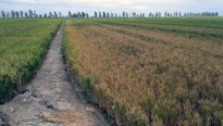 Vés a: UP denuncia una reducció del 20% de les ajudes agroambientals de l’arròs