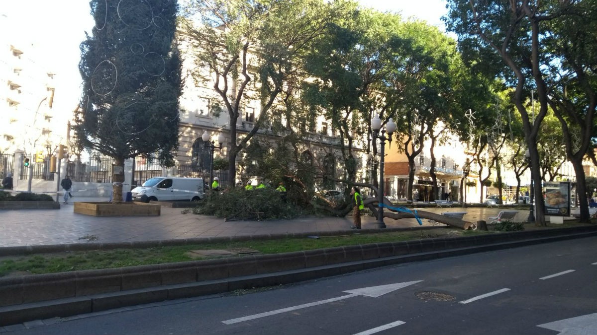 El Temporal De Vent Arrenca Arbres I Semafors A Tarragona Naciotarragona