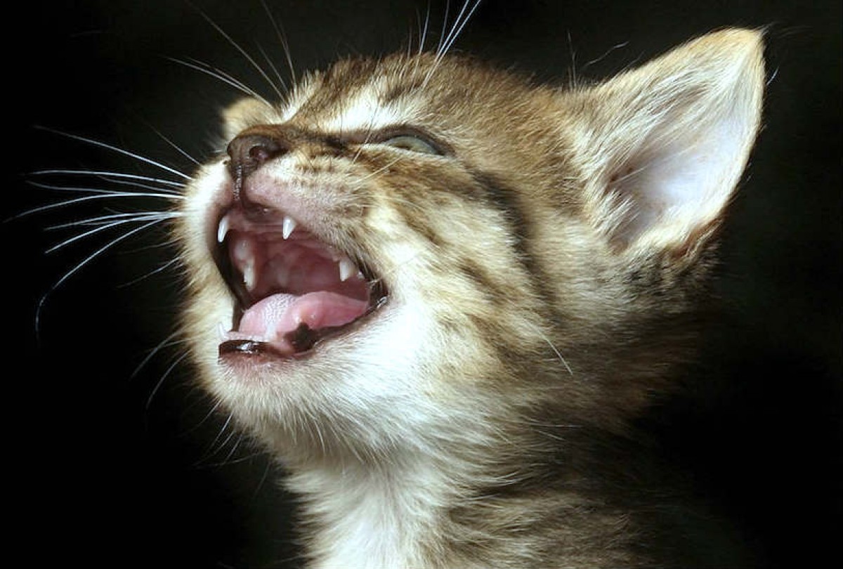 Звуки кричащих котов. Котенок с открытым ртом. Кот с открытой пастью. Кот зевает.