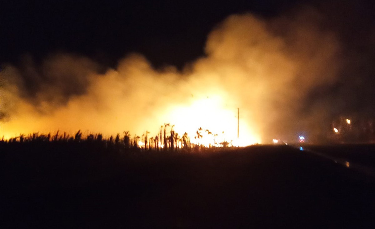 Resultat d'imatges per a "Milers de palmeres cremades en l'incendi d'un viver a Camarles""